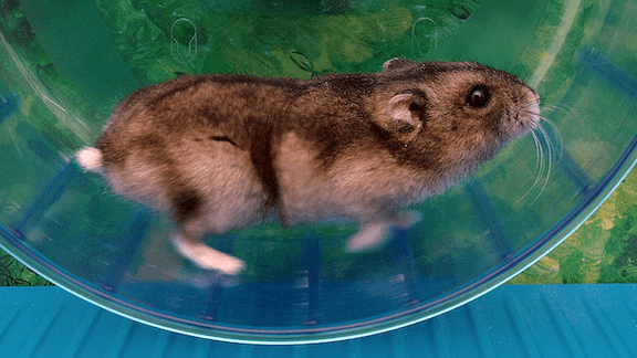 Running Fast, Standing Still: Some state of the art machine learning progress is illusory.