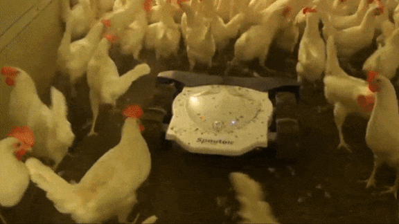 Poultry in Motion: Tyson Foods uses AI to track inventory of chicken products.