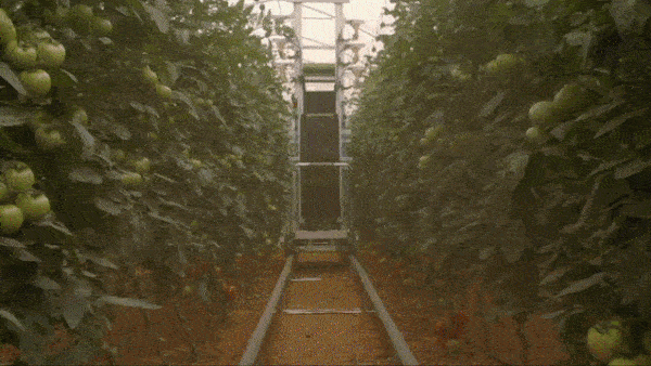 To Bee or Not to Bee: AI farm robots help to pollinate tomatoes.