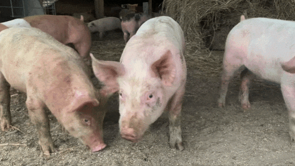 Barnyard Sentiment Analysis: AI calculates a pig's mood using snorts.