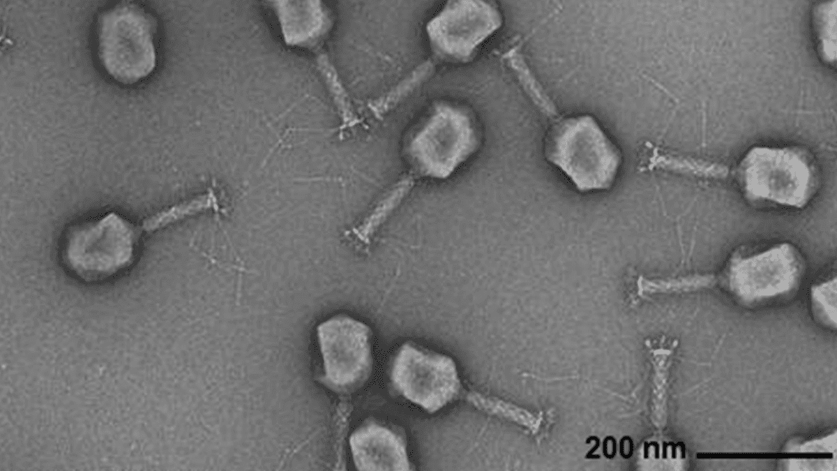 AI Generates Viral Genomes: Researchers use genomic language models to create custom viruses