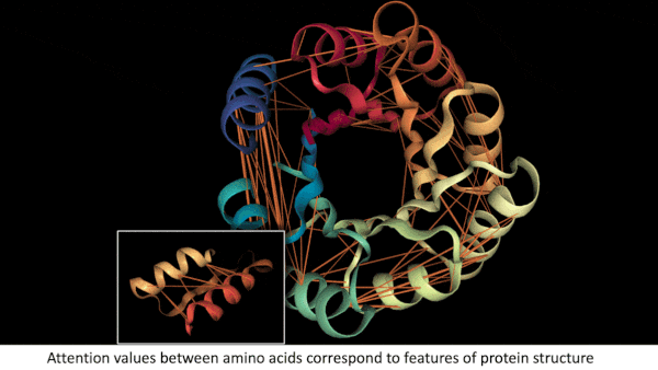 What AI Knows About Proteins: NLP systems can be used to code amino acids.