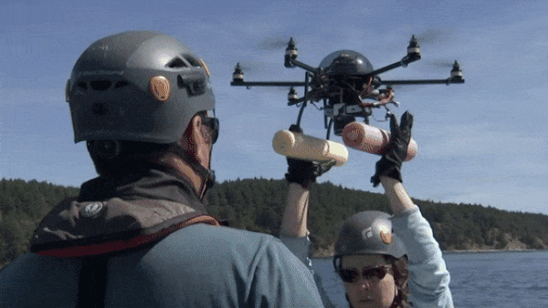 Algorithms for Orcas: AI-powered drones help with killer whale conservation.